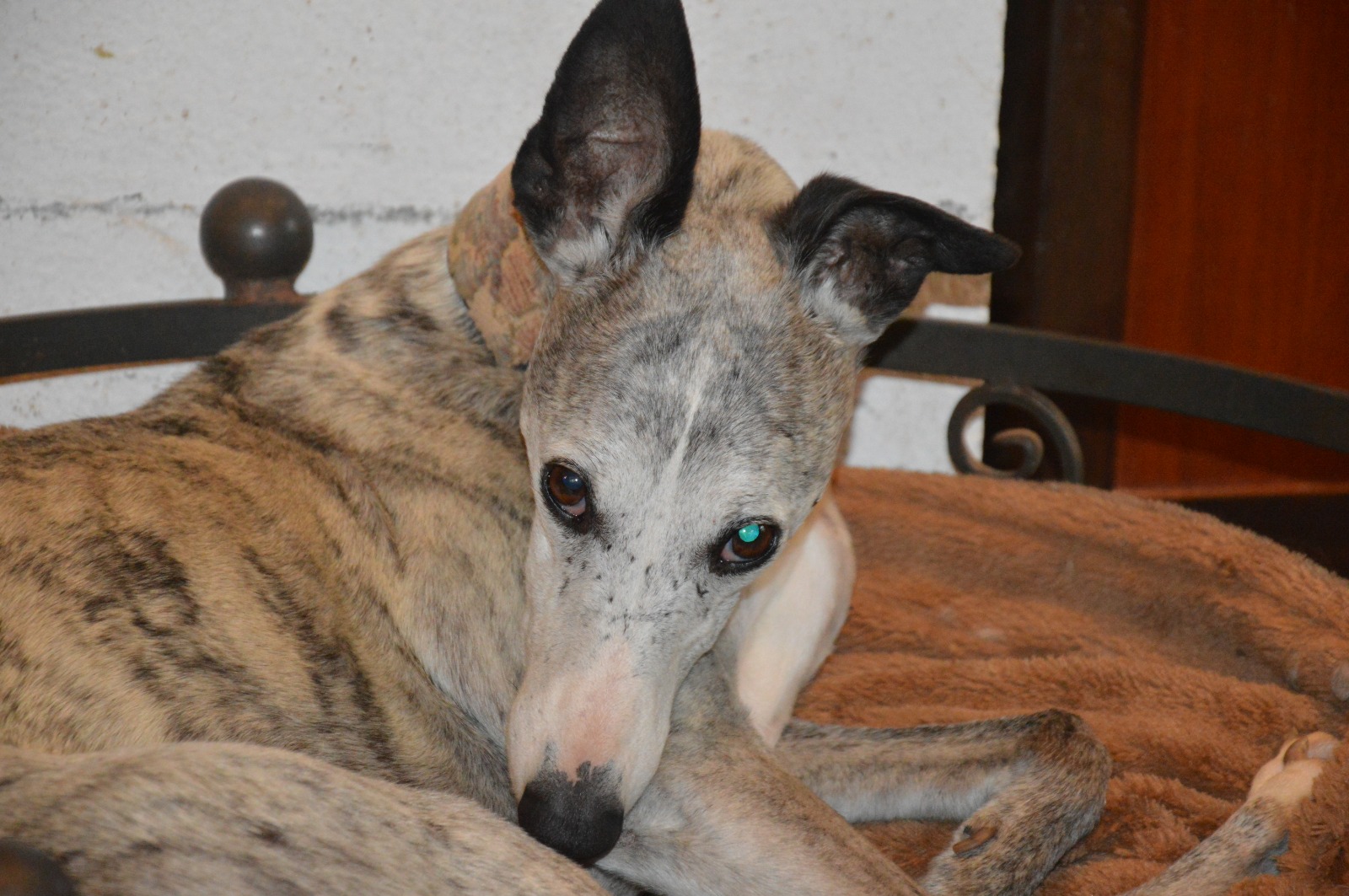 Joda sucht seine Menschen